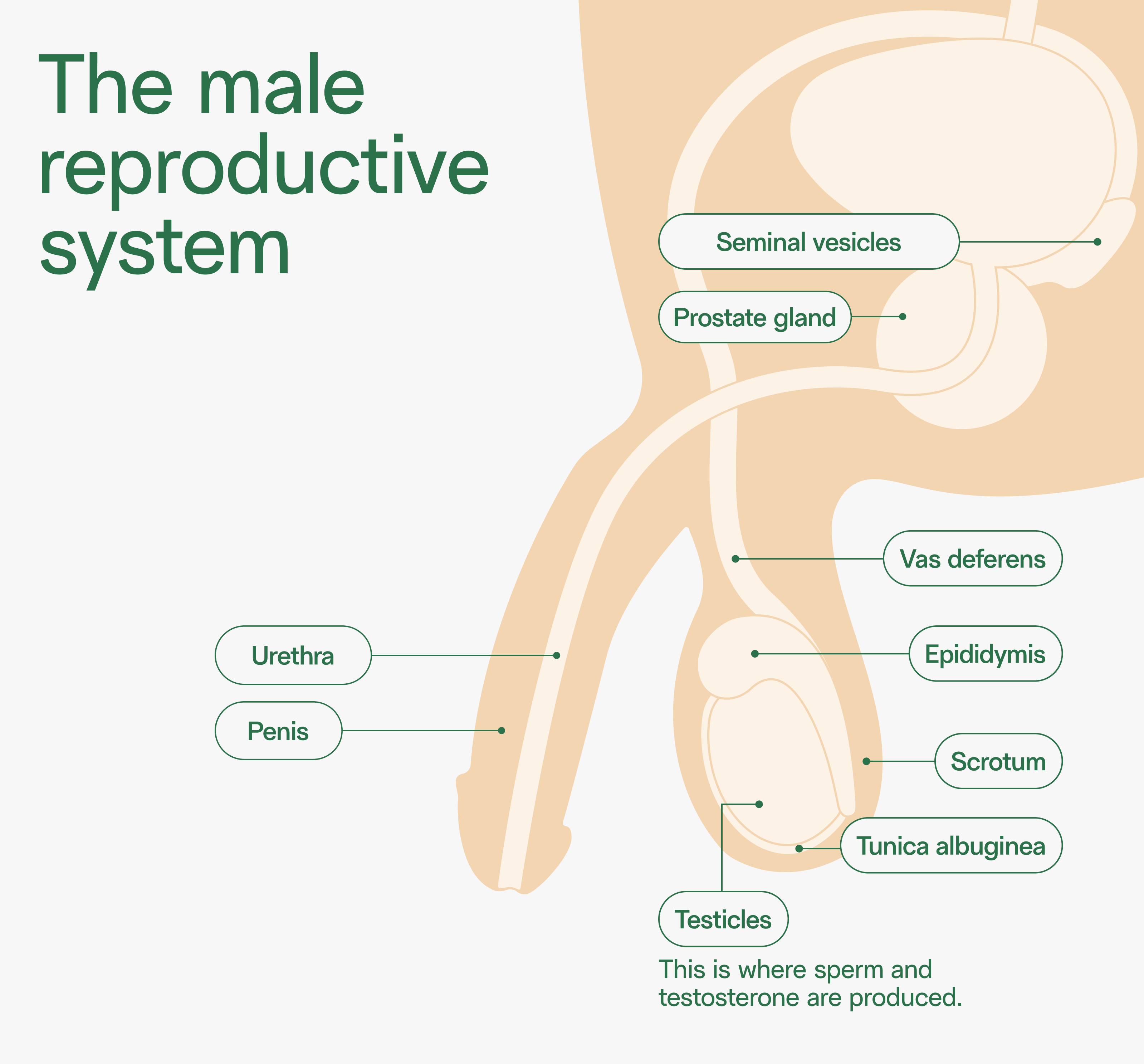 vasectomy-FAQs-male-reproductive-anatomy