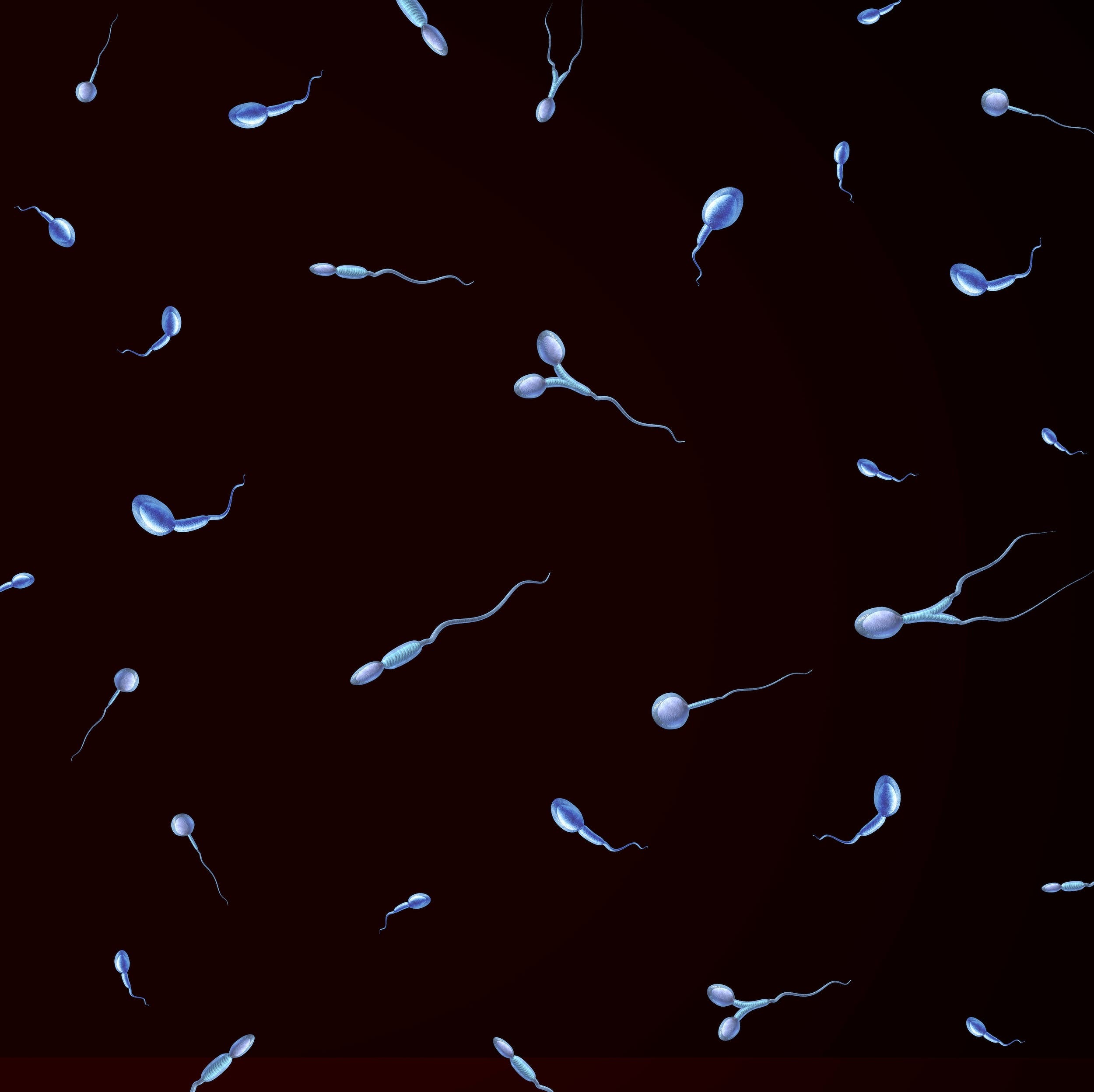 What is normal sperm morphology?