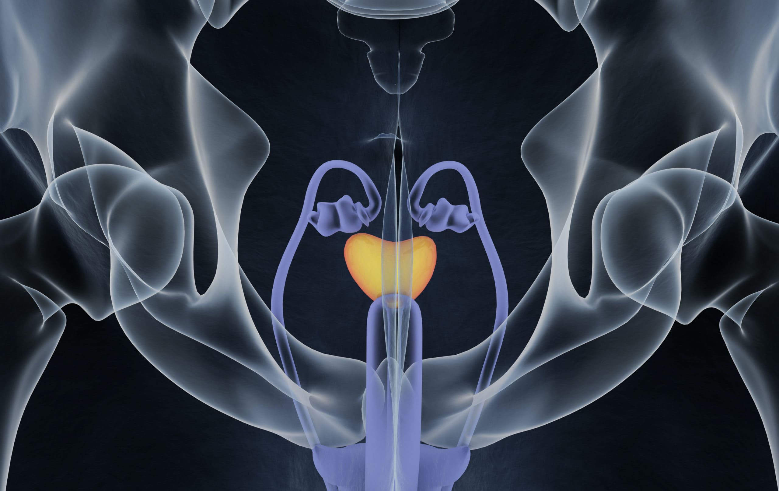 The importance of the vas deferens