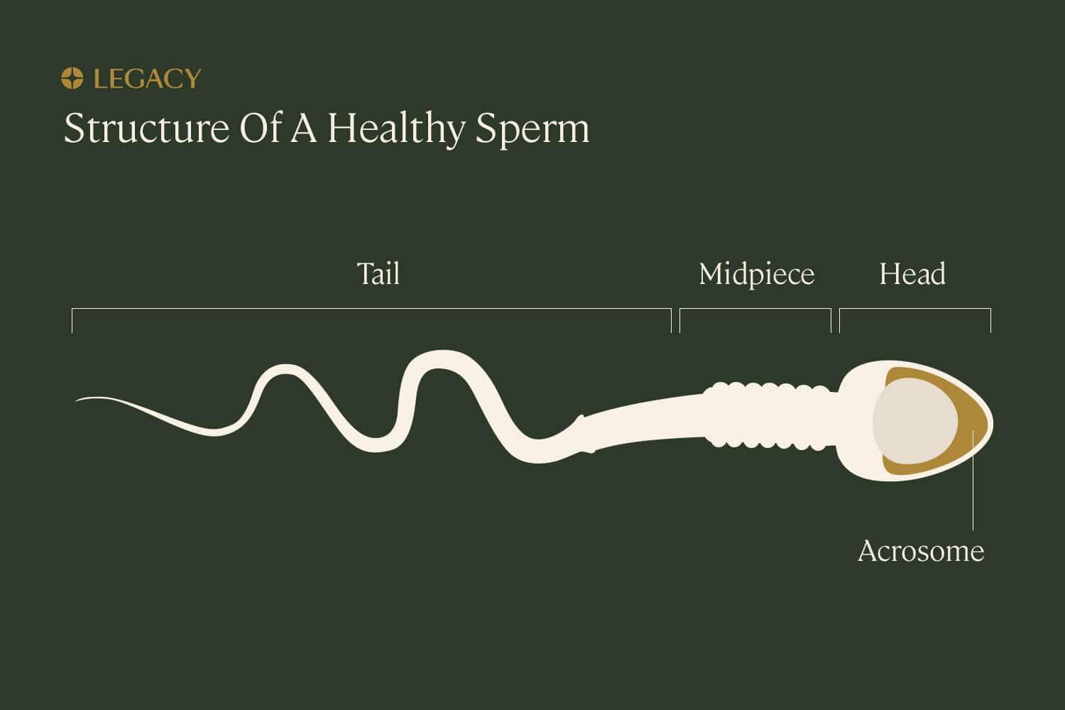 What is sperm?