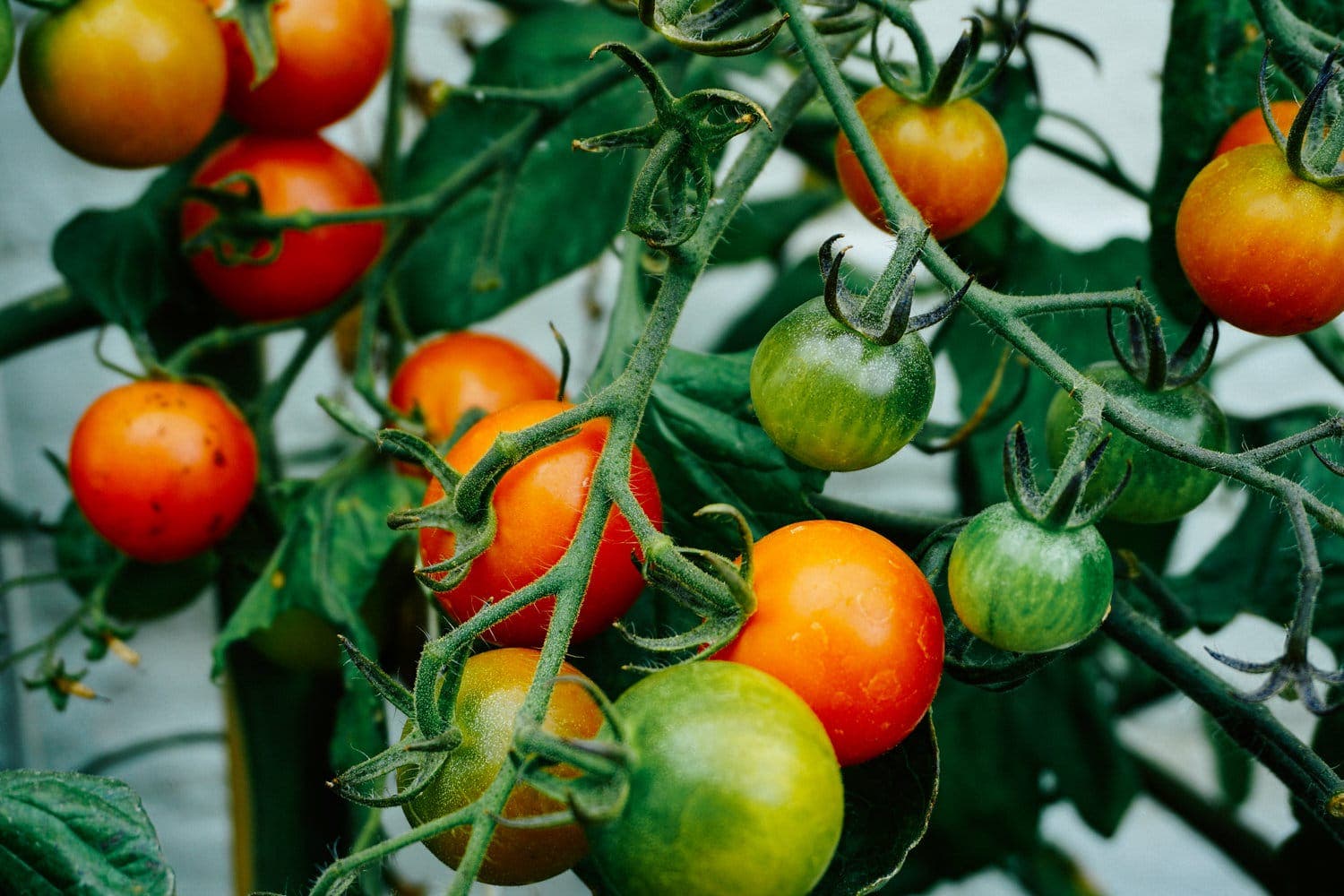 New Harvard study analyzes connections between diet and male fertility