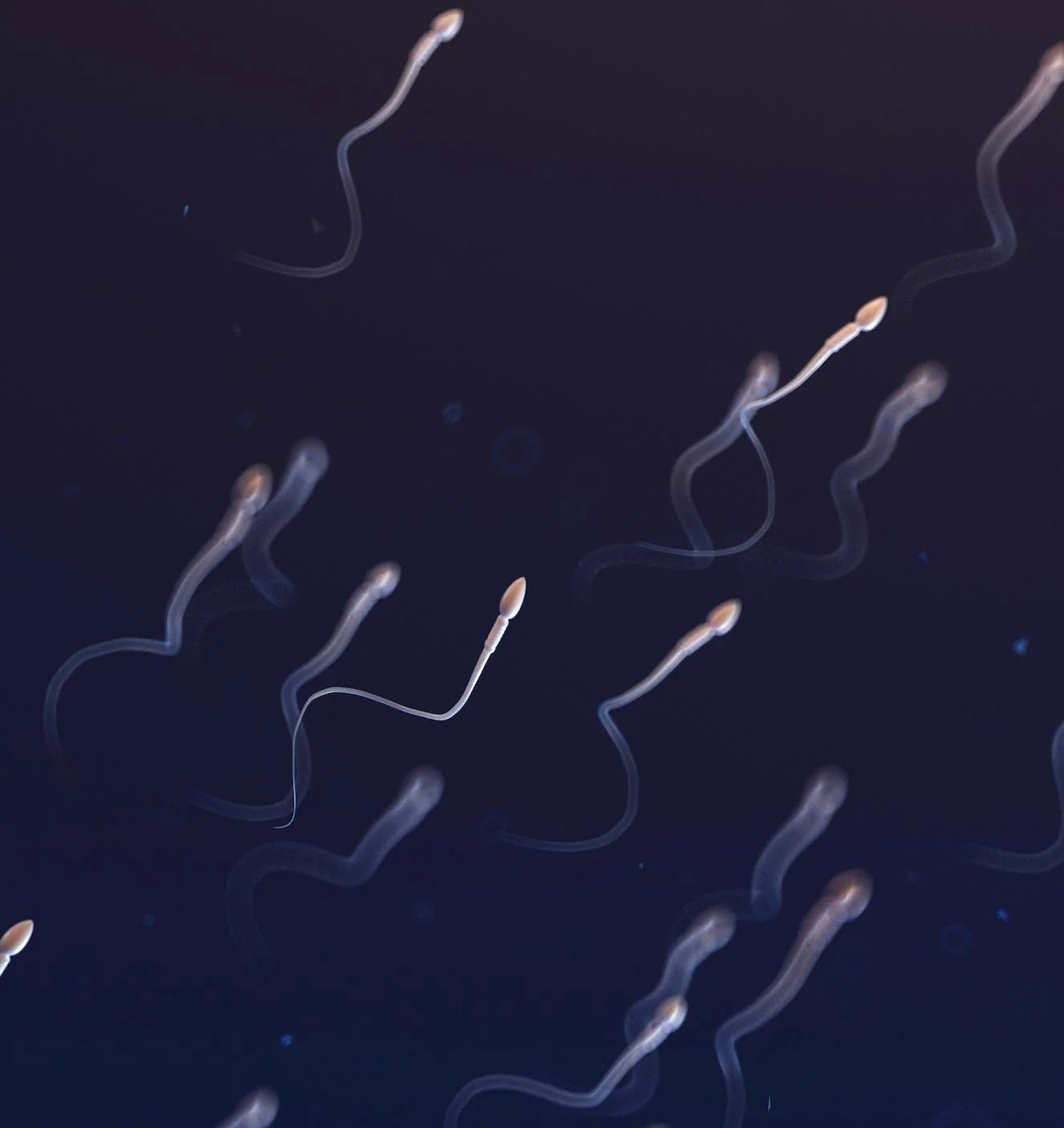What is normal sperm motility?