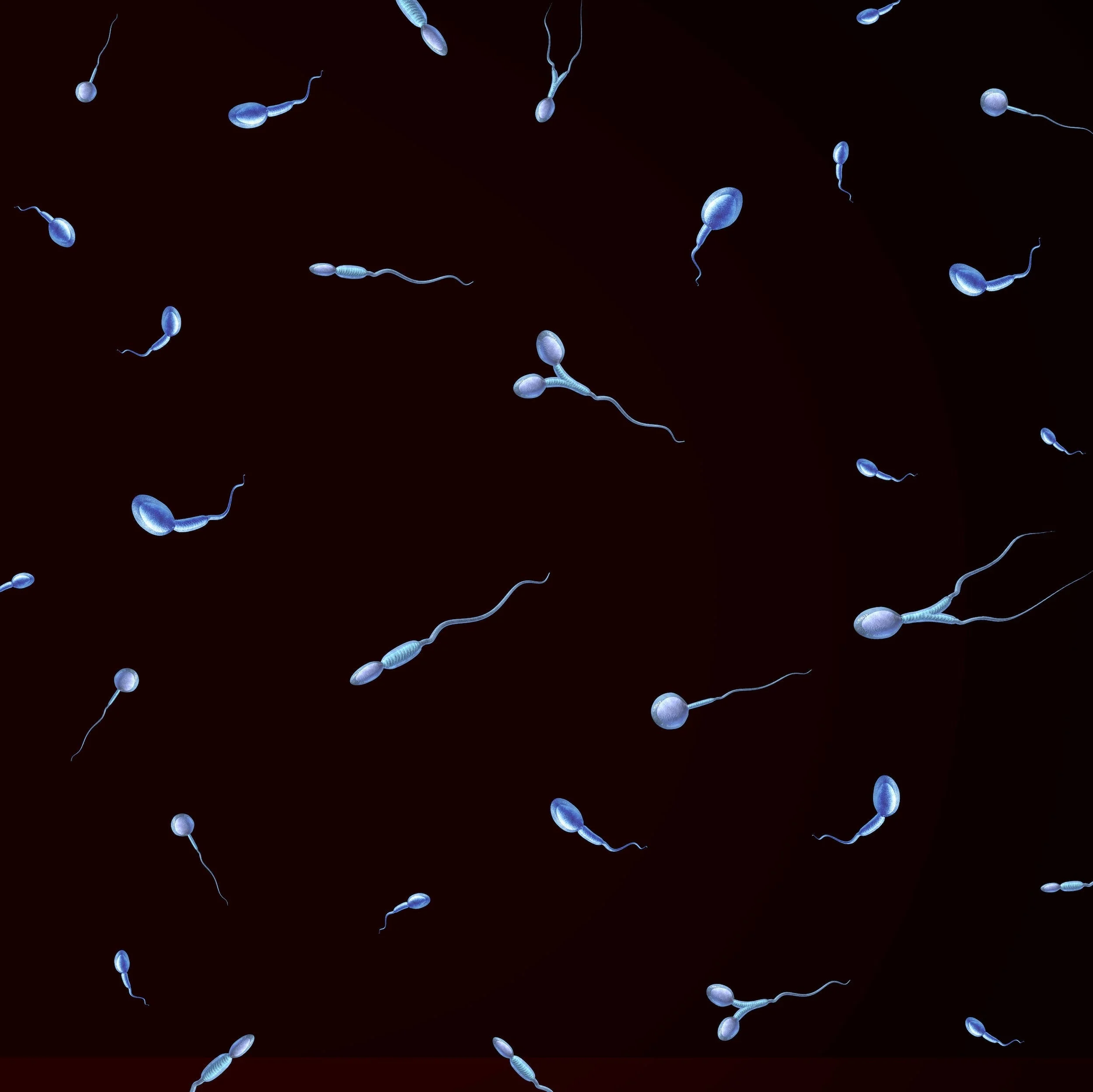 What is normal sperm morphology?