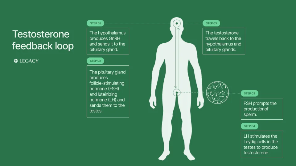 Diagram illustrating testosterone feedback loop in the male body, explaining hormonal interactions during TRT
