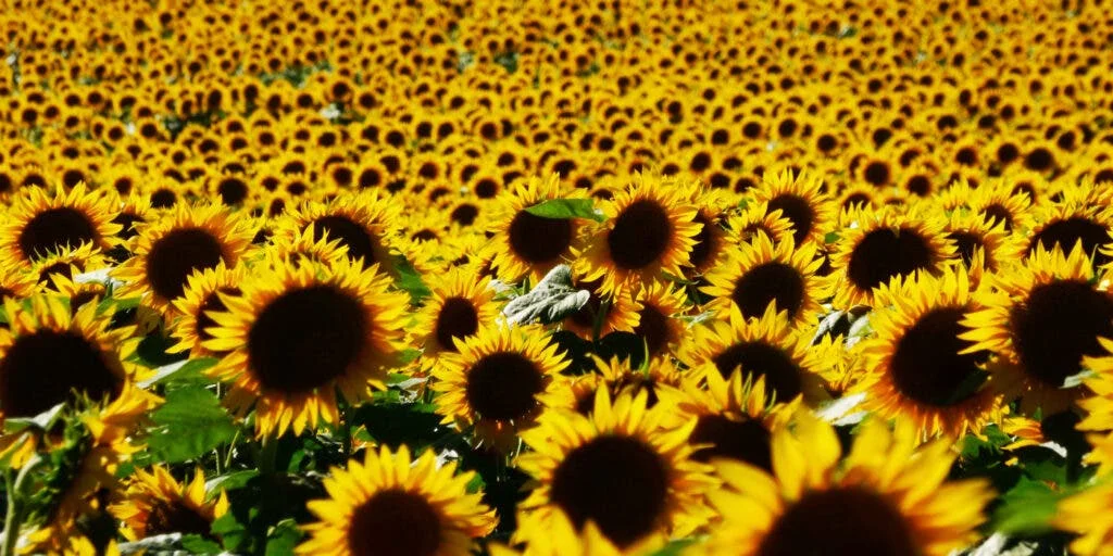 sunflower field in Kansas