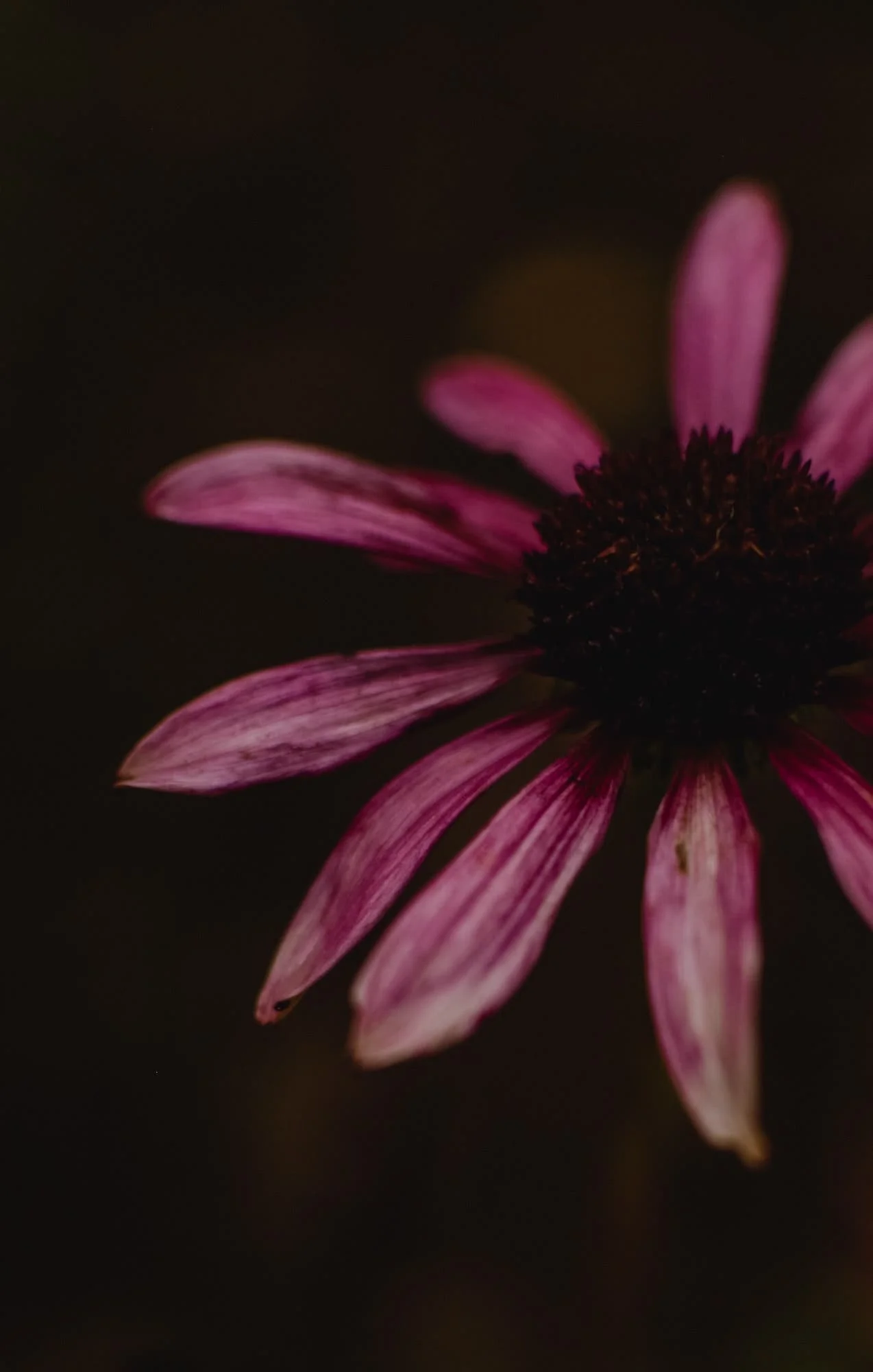 Echinacea and male fertility