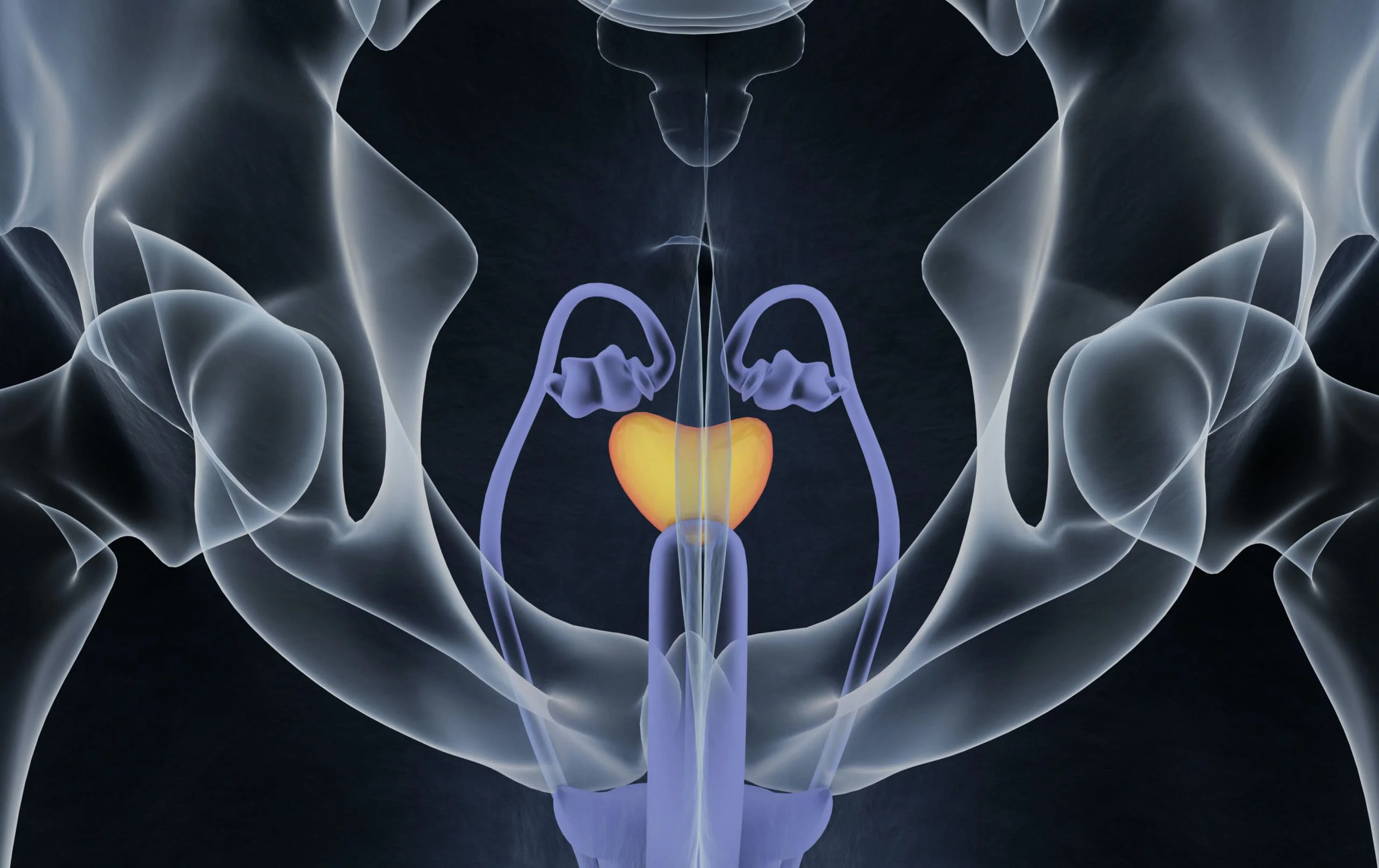 The importance of the vas deferens