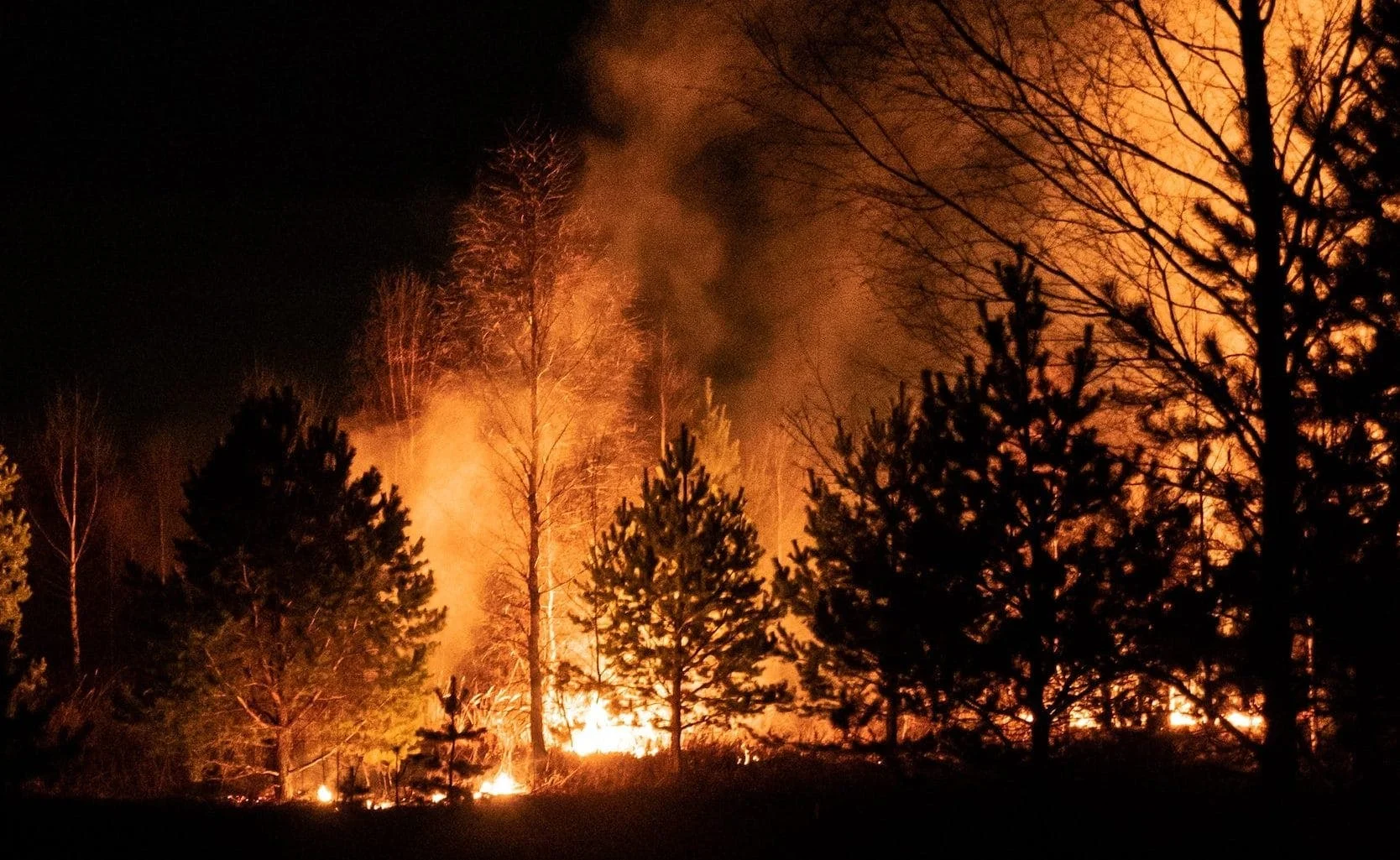 How wildfires may affect sperm quality