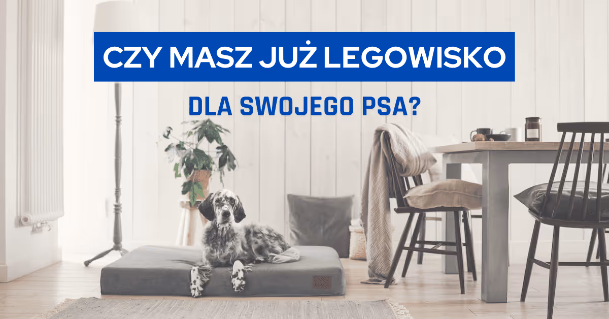 Pies leżący na szarym legowisku w jasnym salonie z rośliną, krzesłami i stołem.