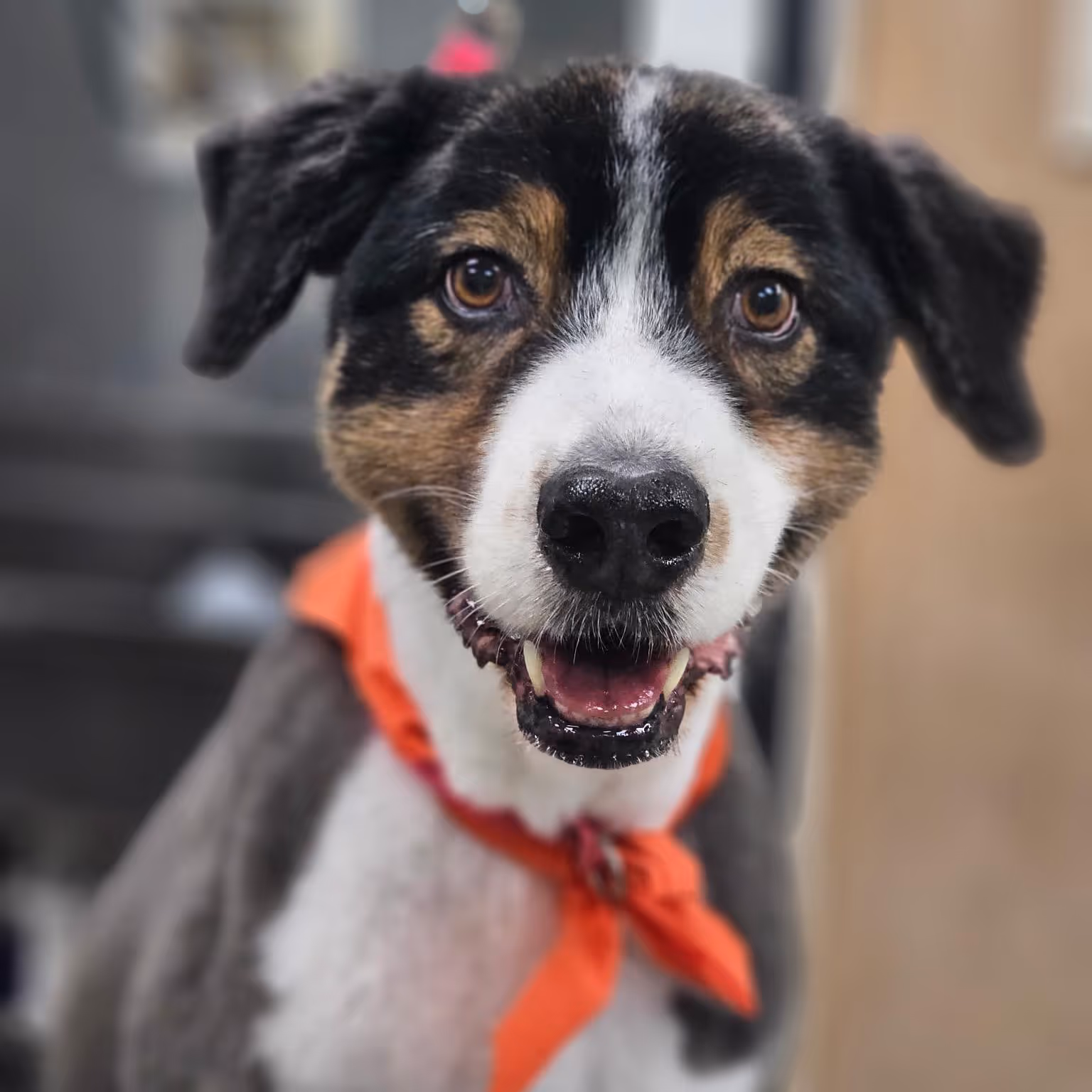 A happy, clean dog after a grooming session in Columbia, Missouri.