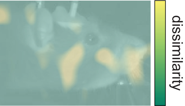 image of rat facial expression
