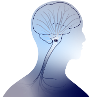 Illustrated human head and brain outline highlighting locus coeruleus location in human brainstem