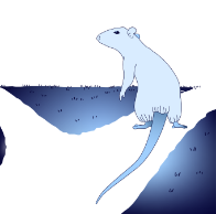 Illustration of a rat deciding between two paths, representing behavioral neuroscience research on free will and action control