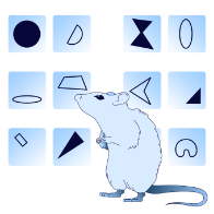 Rat performing visual attention task testing cognitive flexibility and sensory learning