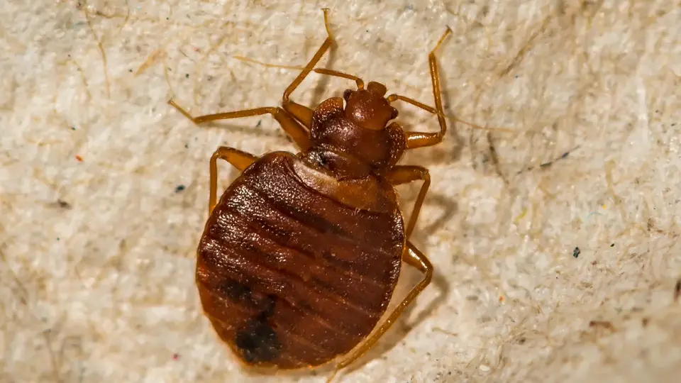 Common bed bug insect