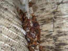Bed Bug Infestation