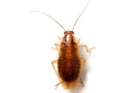 Common bed bug insect