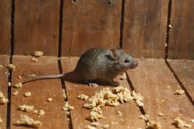 A house mouse standing on a wooden floor