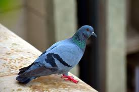 Pigeon