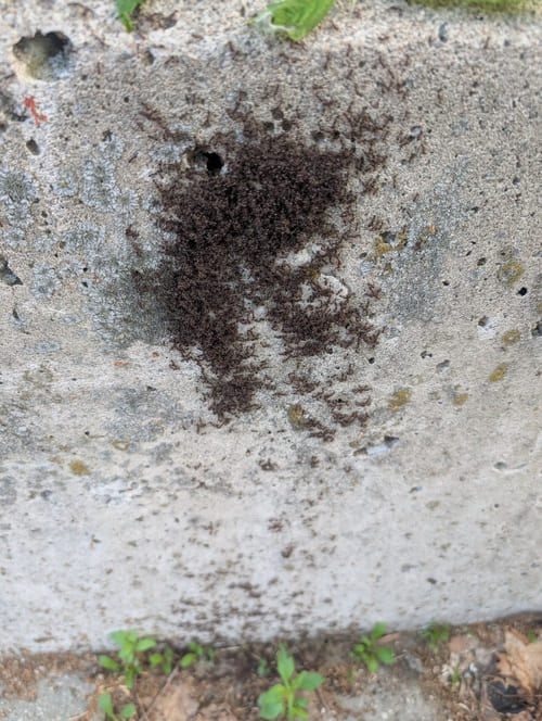 Ants Swarming on Cement