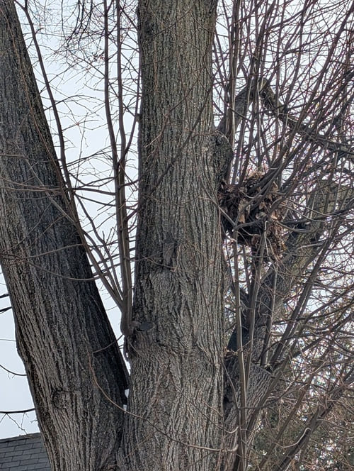 Squirrel Drey (Nest)