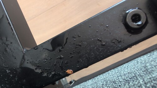 Steamed Dead Bed Bug on Black Bed Frame