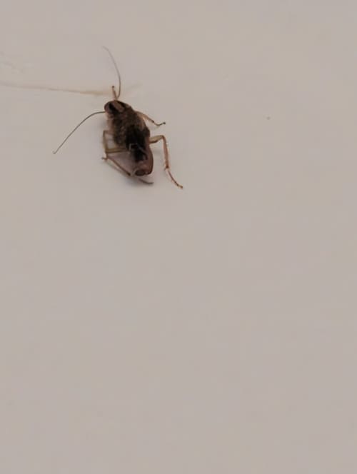 Bed Bug Infestation