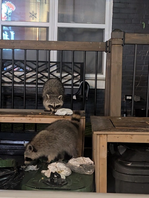Two raccoons eating food ontop of green compost bin infront of house
