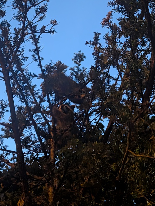 Two raccoons in tree at night