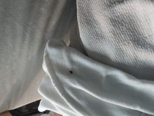 Steamed Dead Bed Bug on Black Bed Frame