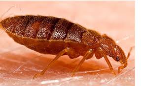 Bed Bugs | AOM