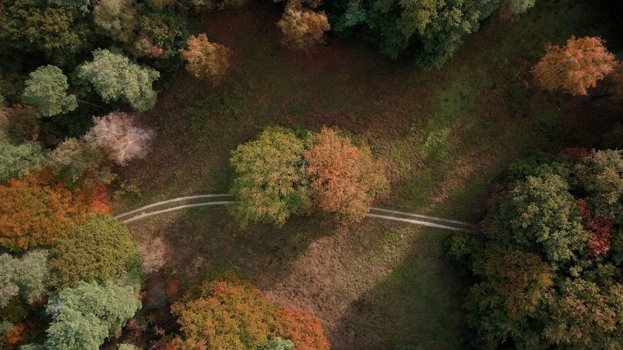 Forest hiking trail with depth and vanishing point