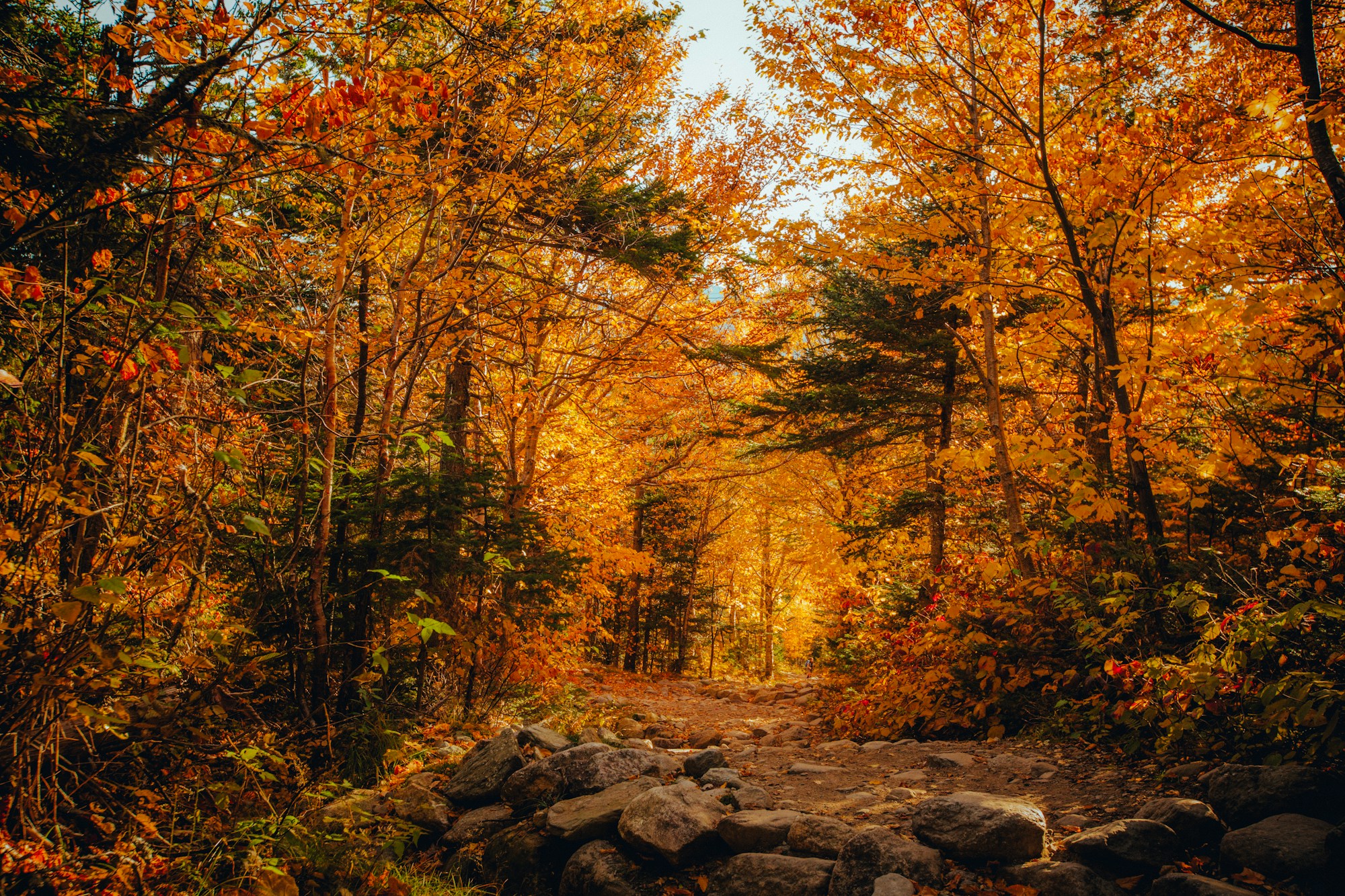 Fall foliage in Wilson County, Tennessee