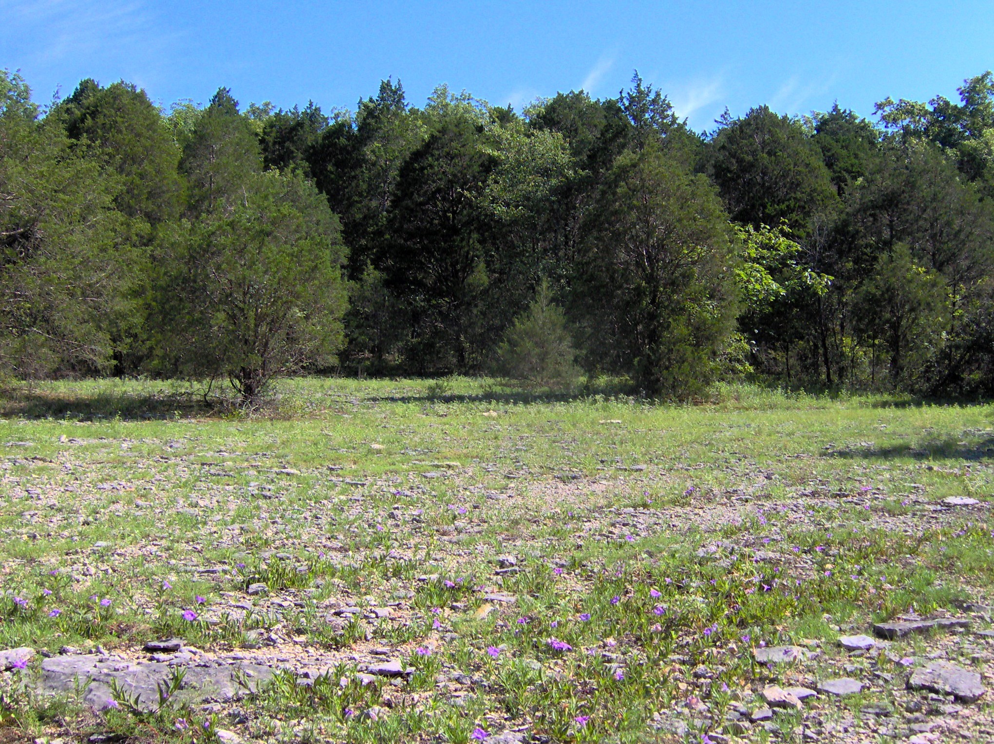 Cedar glade at Cedars of Lebanon SP (view 1)