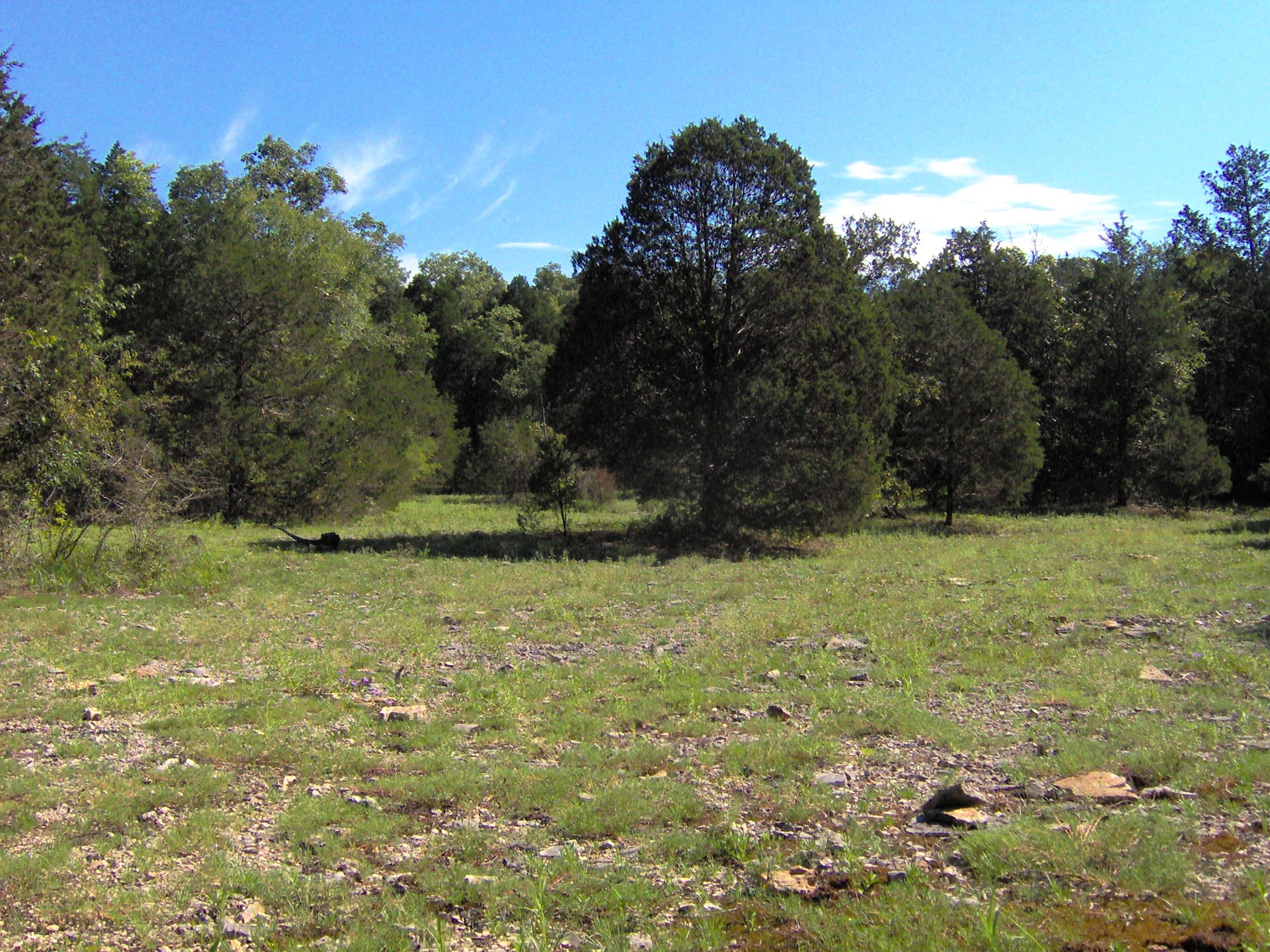 Cedar glade at Cedars of Lebanon SP (view 5)