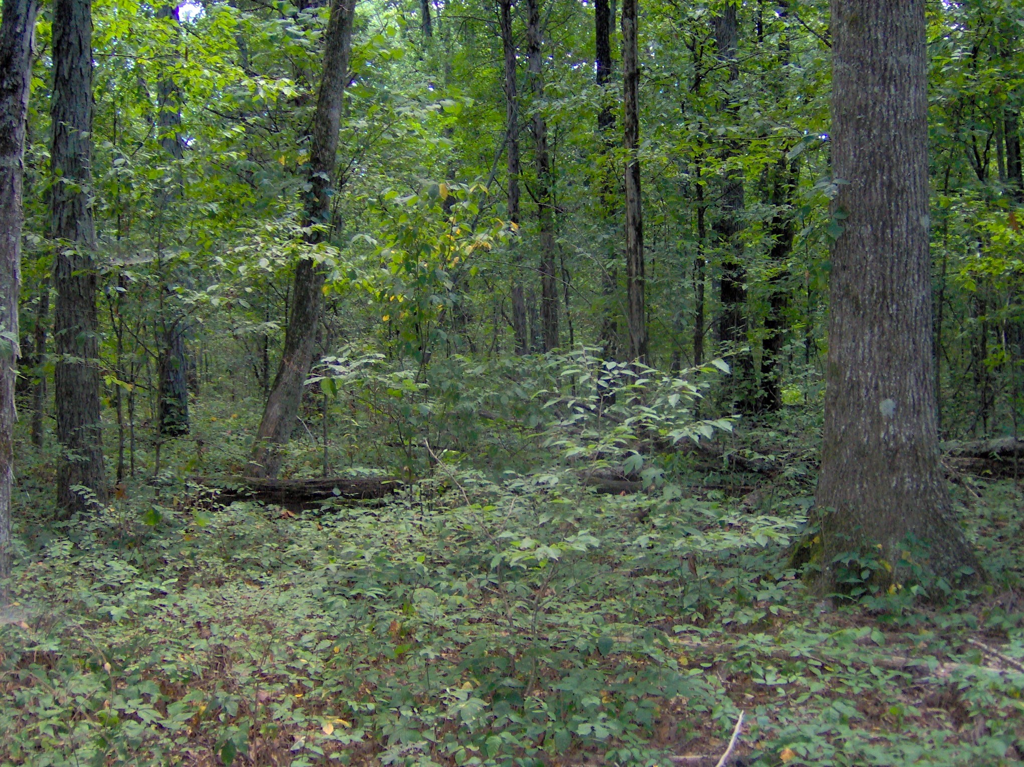 Oak-hickory forest, Cedars of Lebanon SP