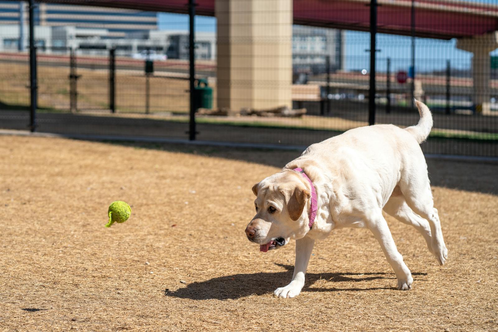 dog park lab chasing ball