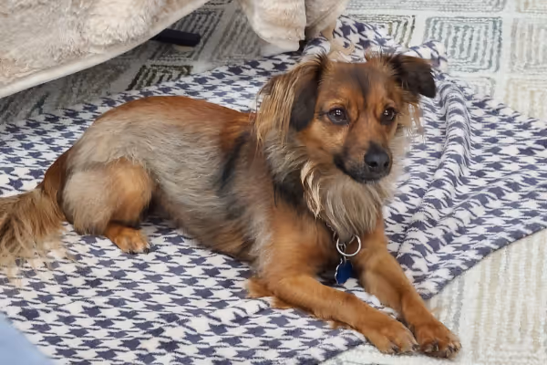 Li'l Fuego, intern at Gringo Language Academy, is a rescue pup from Humane Society of Central Oregon