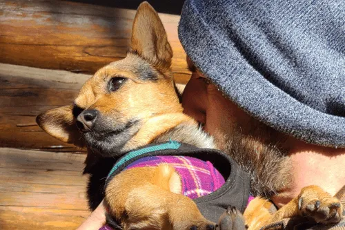 Dooder Ann, Office Manager at Gringo Language Academy, is a beautiful rescue pup and spoiled rotten.