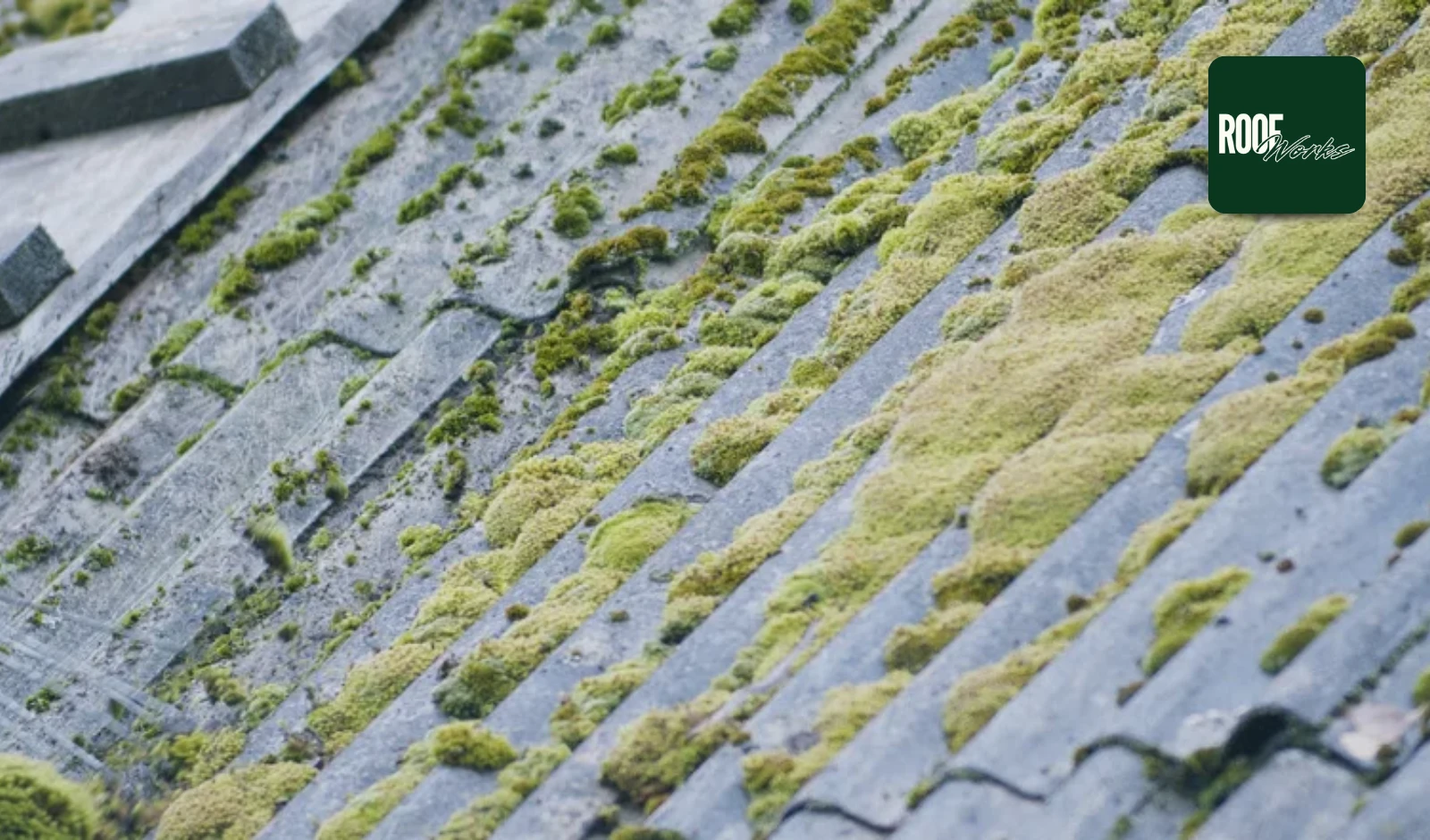 Lichen on Roof: What Causes It and Why It Matters