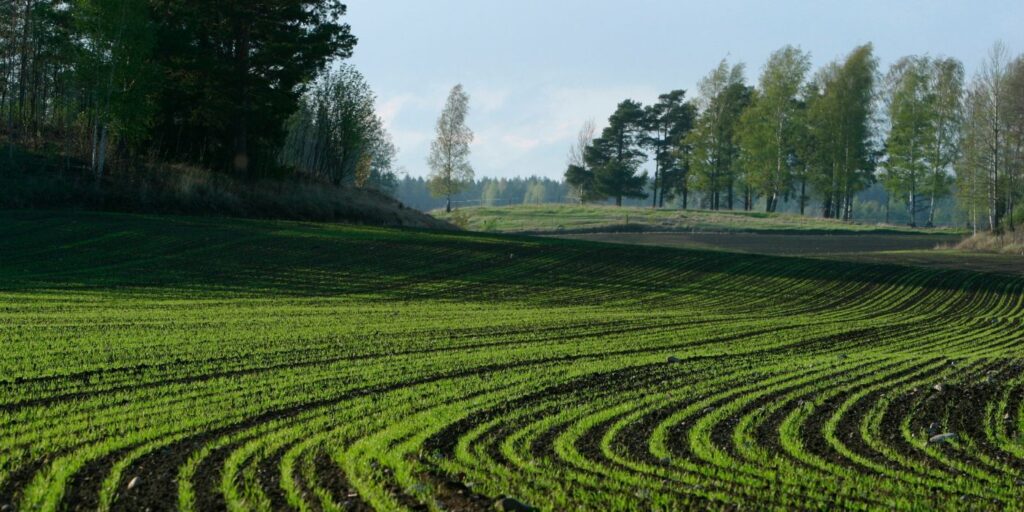 A field with trees and open green space
