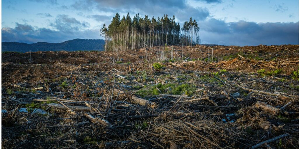 an example of an area that needs a nature recovery network - nature area decimated with some trees still standing in the middle 