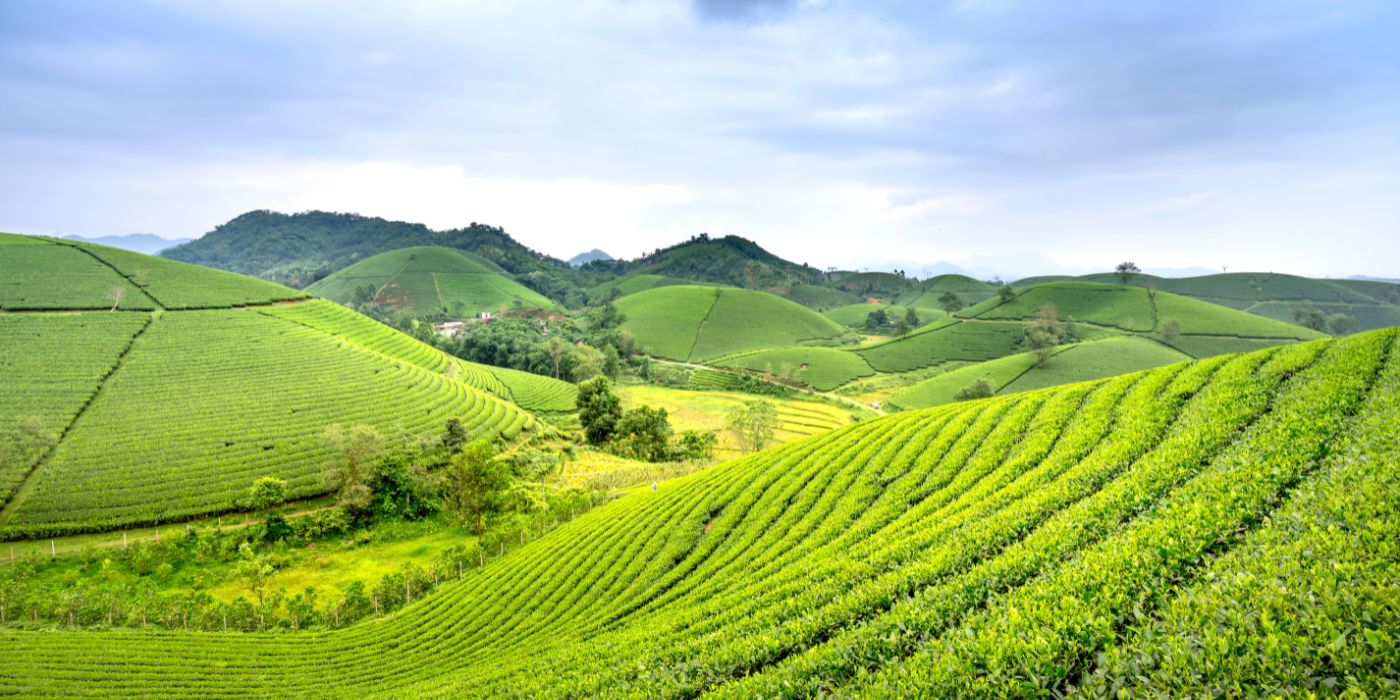 countryside showcasing lush green fields of green belt land