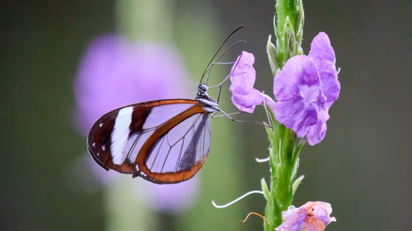 Delivering Local Nature Recovery Strategy Consultations: A Guide for Councils