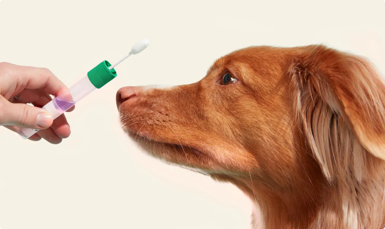 A dog DNA testing swap held near a curious dog's face.