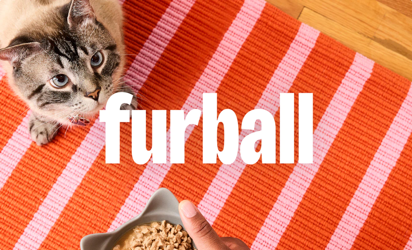 A Persian cat on a red and pink rug. The headline reads "Furball."