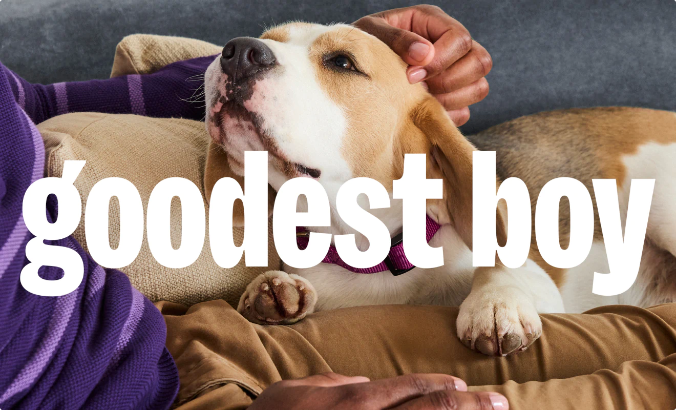 A sweet faced beagle looking lovingly at his owner. The headline reads "Goodest boy."