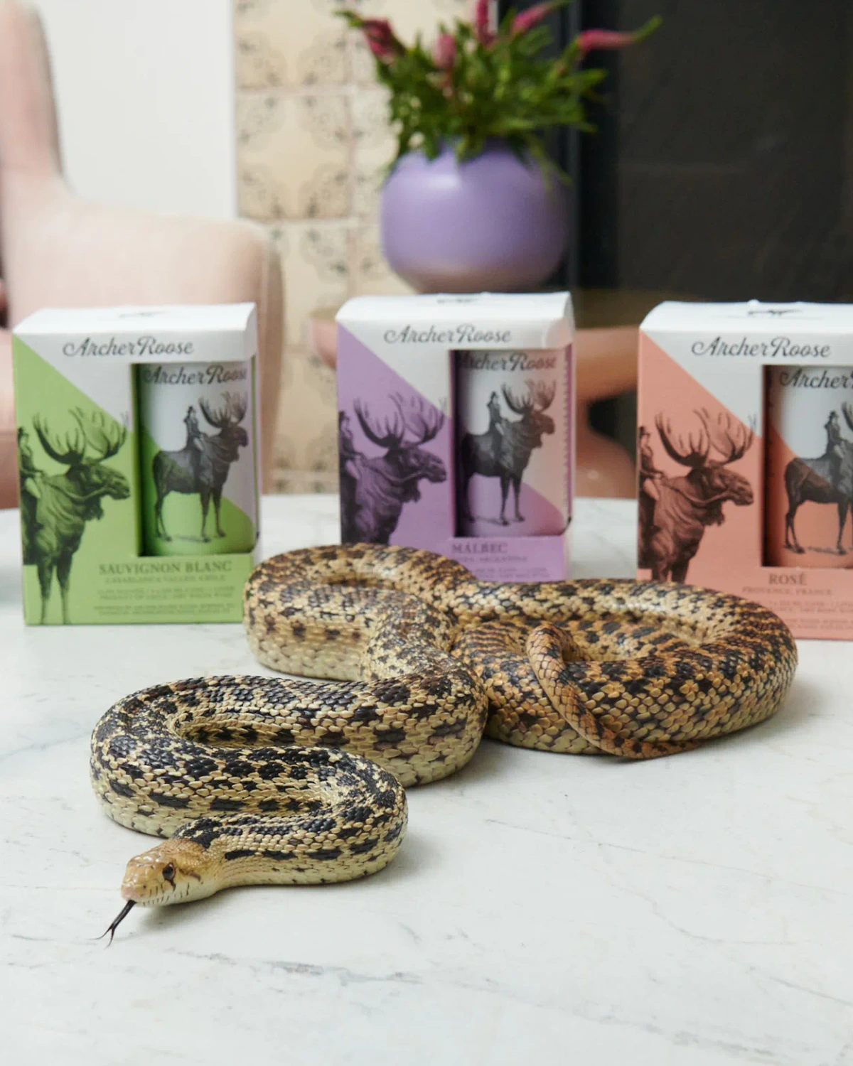 A large snake on a white marble countertop slithering past three packs of Archer Roose wine.