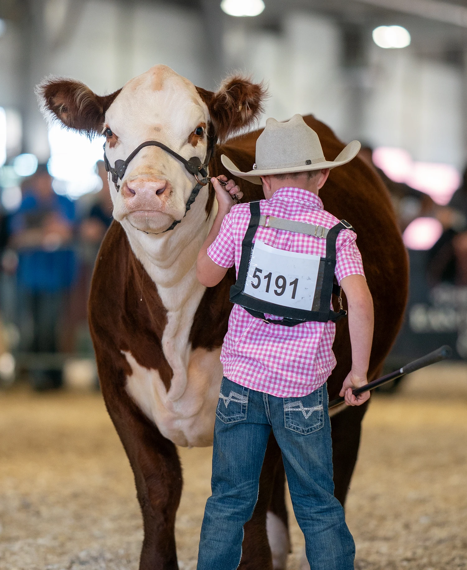 A boy stands next to his prize winning cow at The Big E. 