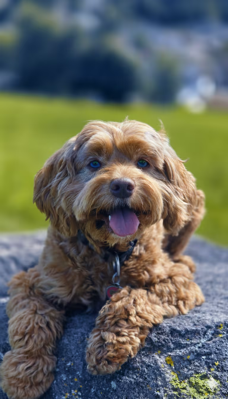 Brauner, lockiger Hund mit herausgestreckter Zunge liegt entspannt auf einem Felsen vor grünem Hintergrund.